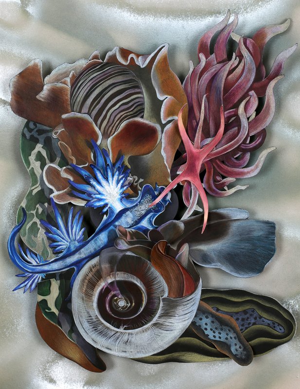Detailed colored pencil drawing of marine organisms including spiral seashells, a starfish, sea anemones, and a nudibranch arranged as a still life against a silvery textured background, with rich earth tones and vivid blue and purple accents.