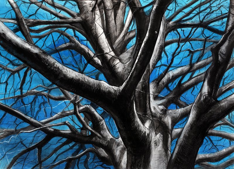 Close-up drawing of a large bare winter tree viewed from below, with dark charcoal branches spreading across a vivid cobalt blue painted background, emphasizing the dramatic silhouette and texture of the trunk and limbs.